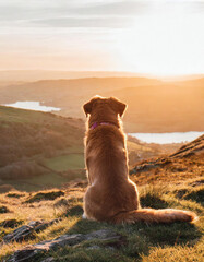A dog sat on top of a mountain looking at the view in the English countryside - 757296807
