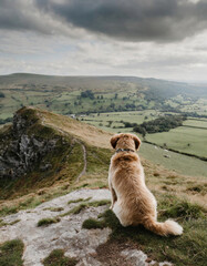 A dog sat on top of a mountain looking at the view in the English countryside - 757296891