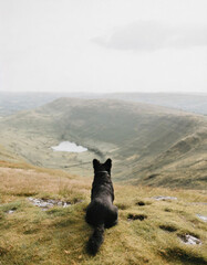 A dog sat on top of a mountain looking at the view in the English countryside - 757296897