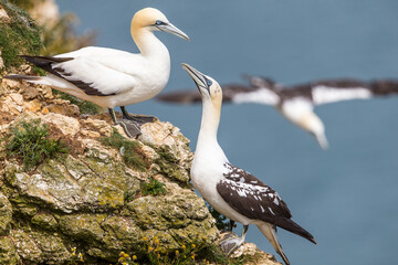 Gannet conversation!