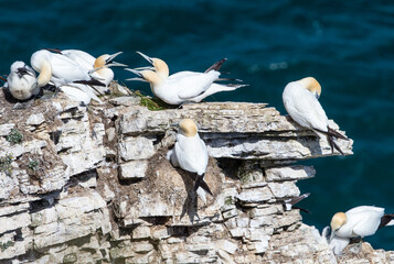 Gannet squabble on the rocks