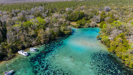 Manatees in Silver Glen Springs in the Ocala National Forest.