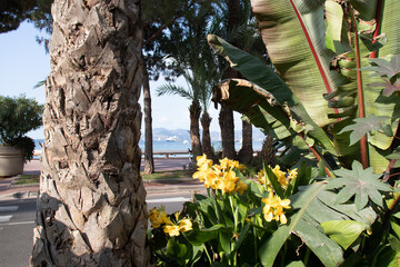 The beautiful gardens with exotic plants of the street La Croisette on the beachfront in Cannes in the south of France frame the sea and hills in the distance.