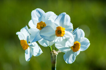 narcissus flowers in the garden - 757300253