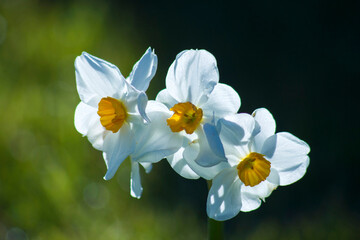narcissus flowers in the garden, natural bokeh - 757300258