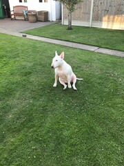 English bull terrier