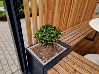 a pergola with slatted sides protects against the sun. a flowerpot with an evergreen buxus plant....