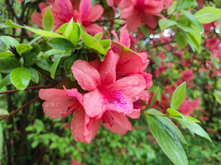 Rhododendron spp or Azalea flowers are a type of flower with striking and varied colors.