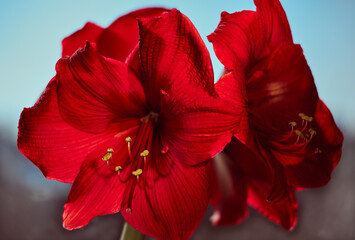 Red amaryllis belladonna flowers on blue background clouse- up photo