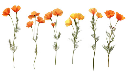 California Poppy Flower Blooming in Spring - Botanical Illustration on Transparent Background, Top View