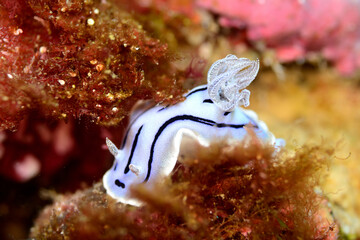 ミゾレウミウシ