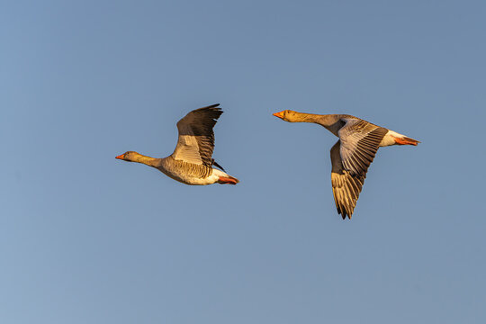 A pair of Greylag Goose flying over Richmond park in a clear blue sky in high res photos
