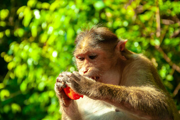 The pregnant monkey eats fruits and vegetables. Rainforest of India, wild animals.