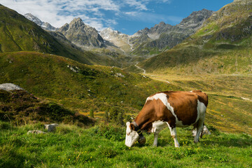 Kuh, Silvrettagruppe, Großvermunt, Bielerhöhe, Vorarlberg, Österreich