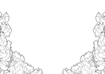 リアルなスイートピーの白黒線画フレーム