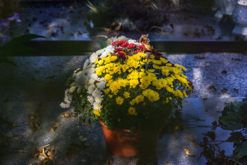 Chrysanthemums on a grave on Wolski Cemetery in Wola district of Warsaw, Poland before All Saints Day