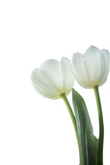  white tulips Isolate on transparent. PNG format available non-standard bottom view

