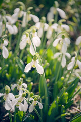 many snowdrops in drops of dew.
