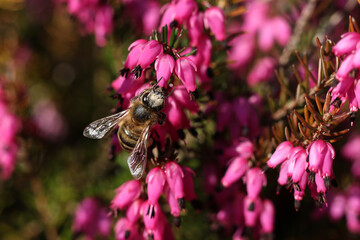 Honey bee collecting pollen from heather flowers in the springtime