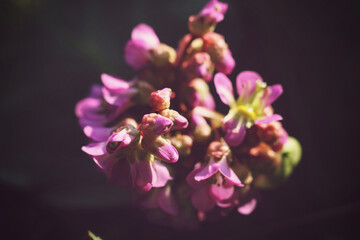 Bergenia vulgaris, also known as the common bergenia, is a species of flowering plant in the family Bergenaceae.