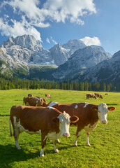 Kühe auf der Rontalalm, nördliche Karwendelkette,  Tirol, Österreich - obrazy, fototapety, plakaty
