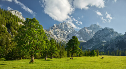 Ahornbäume, Rontalalm, nördliche Karwendelkette,  Tirol, Österreich