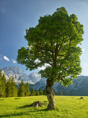 Ahornbäume, Rontalalm, nördliche Karwendelkette,  Tirol, Österreich