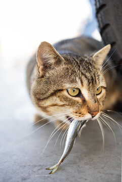 Cat has caught a fish and is holding it in his teeth. Close-up, vertical photo, tabby cat, eyes and muzzle of a cat, hunter, fisherman, cat food