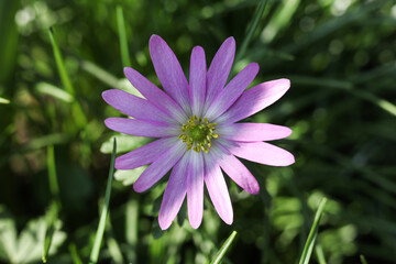 Fototapeta premium Purple flower Anemonoides blanda, syn. Anemone blanda, the Balkan anemone, Grecian windflower, or winter windflower in the garden, close-up, macro.