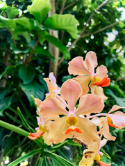Orchid flowers are a beautiful orange-pink color. Blooming brightly in the morning.