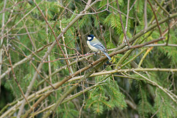 Great tit (Parus major) sitting in a tree in Zurich, Switzerland