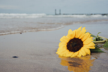 Close Up - Eine angespülte Sonnenblume liegt auf dem Strand bei Domburg, Niederlande