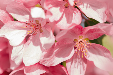 Blooming branch of Apple Tree in Spring, Pink flowers with tender petals close-up on soft-focus blurred background, copy space gentle beauty of sping season flowers, macro nature photo