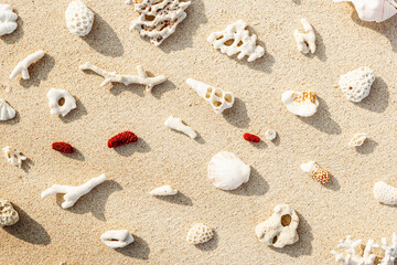 Fototapeta na wymiar Creative pattern with Seashells and corals on sandy beach at sunlight. Summer vacation concept, beach mood. Nautical Top view minimal aesthetics still life composition on ocean shore. Nature color
