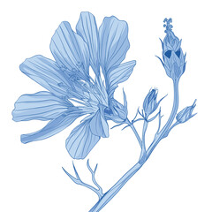 Flowers of the chicory plant. A useful medicinal herb. Vector illustration