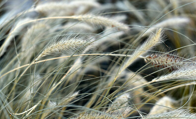 Golden wheat against the sky
