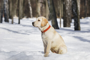 Young labrador observing winter grounds in the nature.. - 757325238