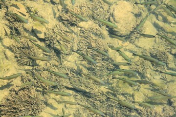 fish in the waters of the krka river, national park Krka, Croatia