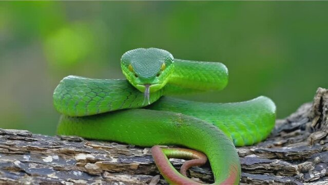 green snake on tree