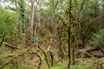 arbres morts recouverts de mousse dans la forêt de la  Réserve Naturelle des Vallées de Grand Pierre et Vitain, Marolles