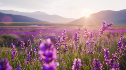 Lavender field at sunset with mountains in the background, vibrant purple flowers in full bloom, illuminated by the golden rays of the setting sun, creating a tranquil and picturesque landscape.