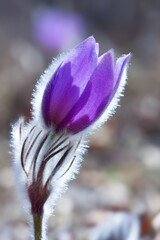 spring pasque flower