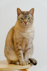Australian Mist cat sitting on the stool and watching camera