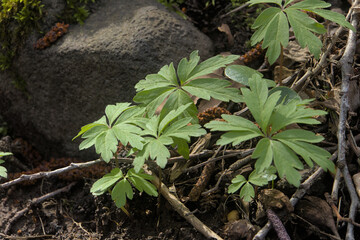 leafy plant photographed on the ground in the forest