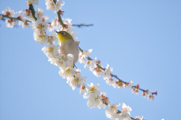 春の風景　梅とメジロ