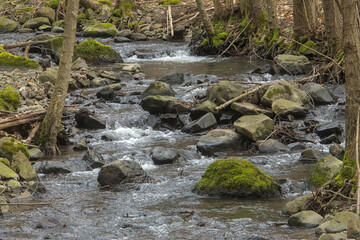 hilly stream surrounded by trees