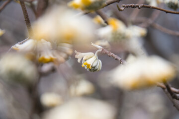 季節の花　ミツマタ