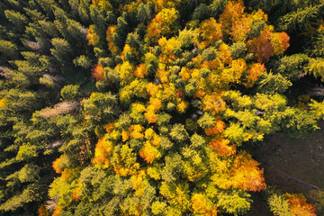 Drone photo of coniferous forest in late autumn on mountain landscape - 757333401