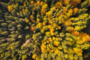 Drone photo of coniferous forest in late autumn on mountain landscape - 757333410