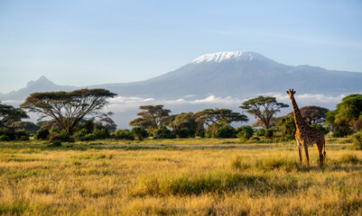 Giraffe and acacia trees with Mount Kilimanjaro in background